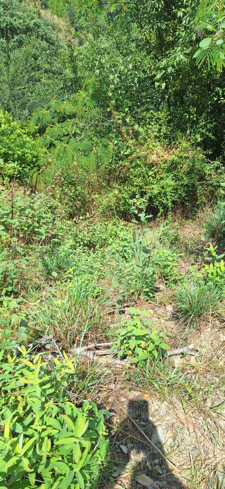 150 Bigha Land Parcel Near Dharamsala