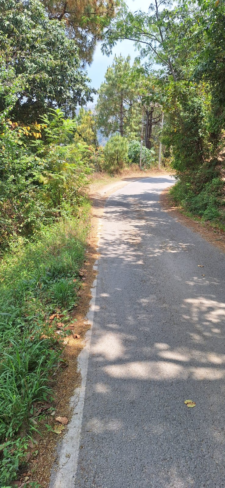 28 Bigha Land Near NH-5 Shoghi
